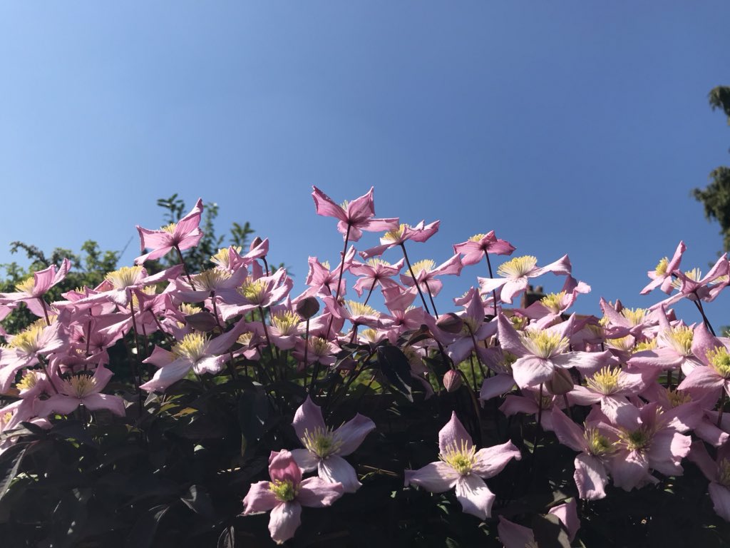 HandymanAmc's tweet photo. Clematis in our garden. #gardening #gardeners #northtyneside #WhitleyBay https://t.co/6KmHAVehXf