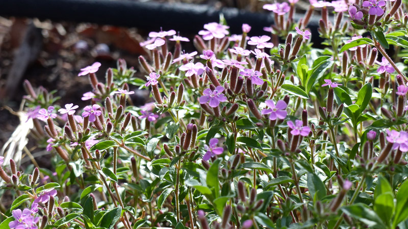 Flowers in thr flowerbeds1. Soapwort (Saponaria officinalis)2. Tree peony3. Iris