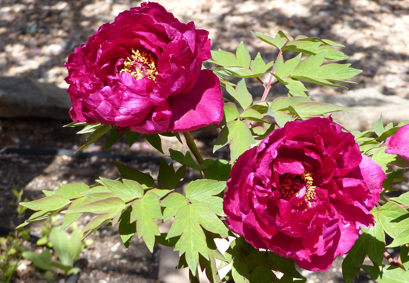 Flowers in thr flowerbeds1. Soapwort (Saponaria officinalis)2. Tree peony3. Iris