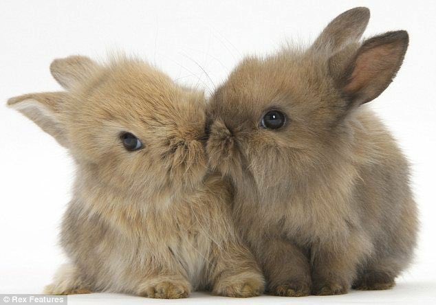 jikook as bunnies; a cute but very devastating thread 