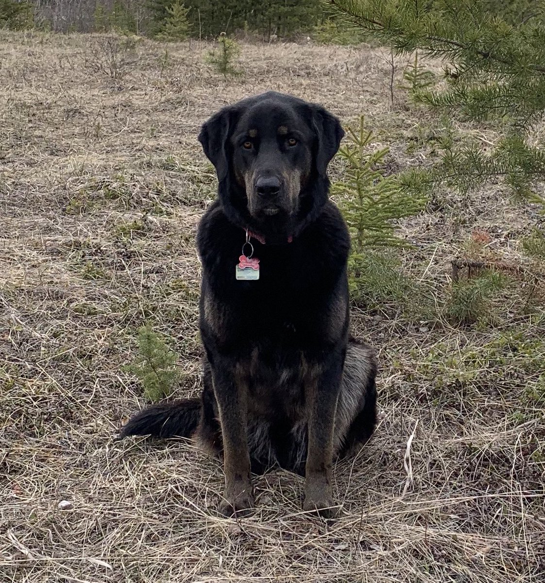 willgoodon's tweet image. Out digging trees this morning and Scout posed for a minute. It’s great to hang out with my buddy. #scoutthedog #sprucetrees
