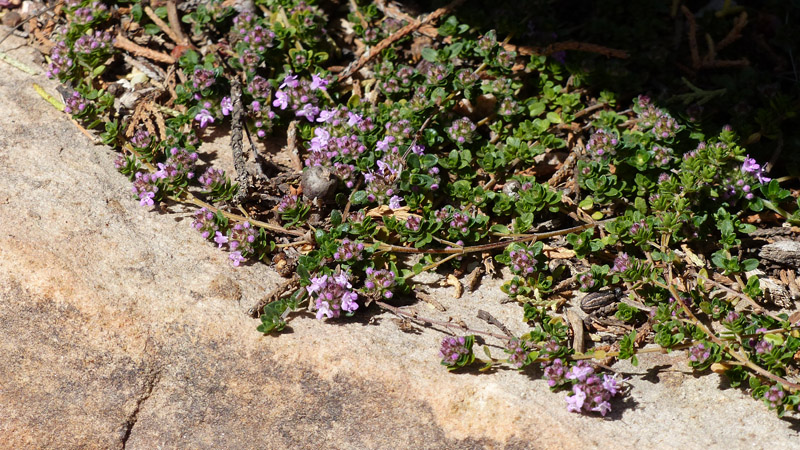 Tiny groundcovers, which are doing very well this year. Flowers are a millimeter across or so.4. Veronica5. Pink thyme