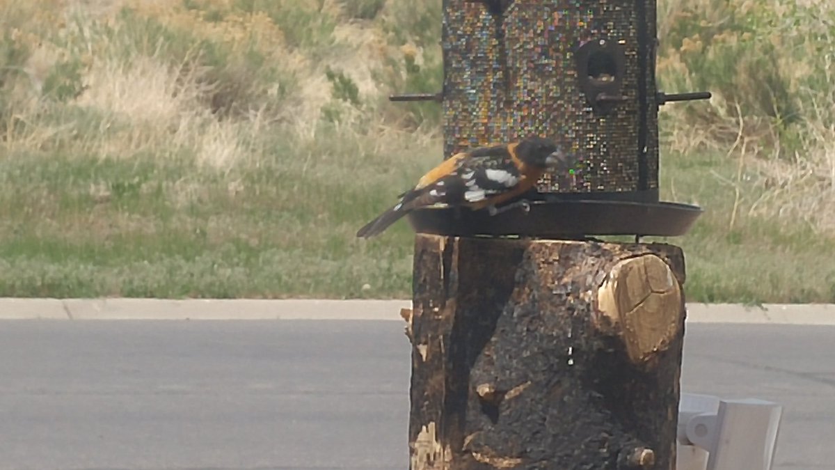 RepLebsock's tweet photo. Blackheaded Grosbeak in bird feeder. https://t.co/YeRMmoWtI1