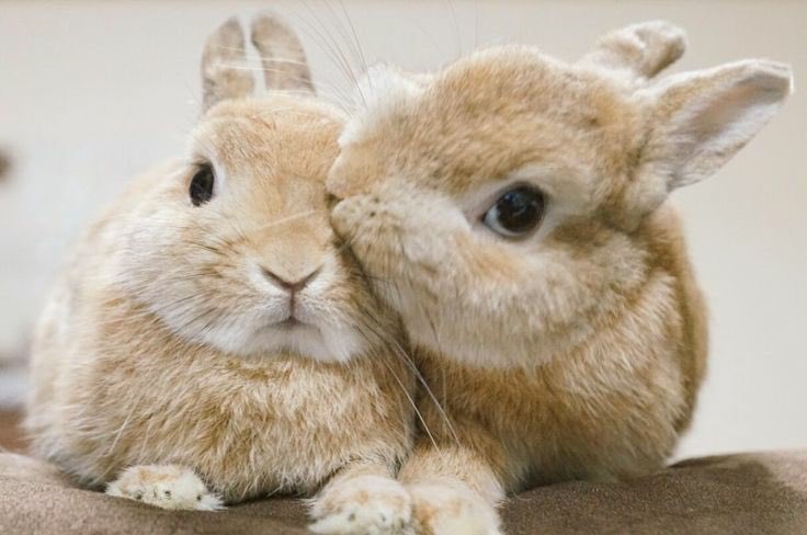 jikook as bunnies; a cute but very devastating thread 