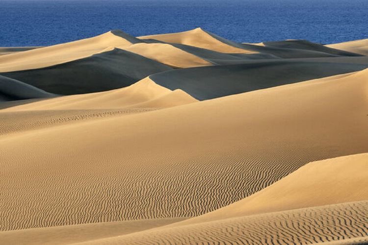 Sin viandantes las Dunas de Canarias vuelven a su antiguo esplendor, enseñando un paisaje de ensueño que no se había visto en cincuenta años. Parece el Sahara pero estamos en la playa de Maspalomas en Gran Canaria.    +