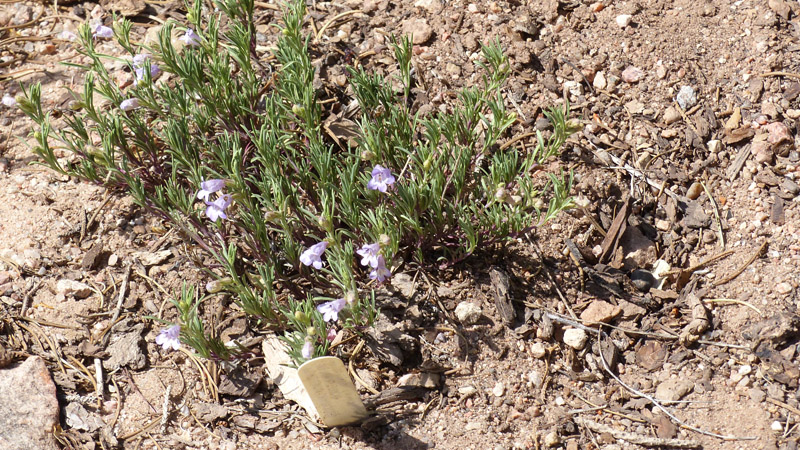 Plants that I have planted in the wild.6. Mat penstemon (Penstemon linariodes)7. Desert beardtongue (Penstemon pseudospectabilis)8. California bluebell (Phacelia campanularia)