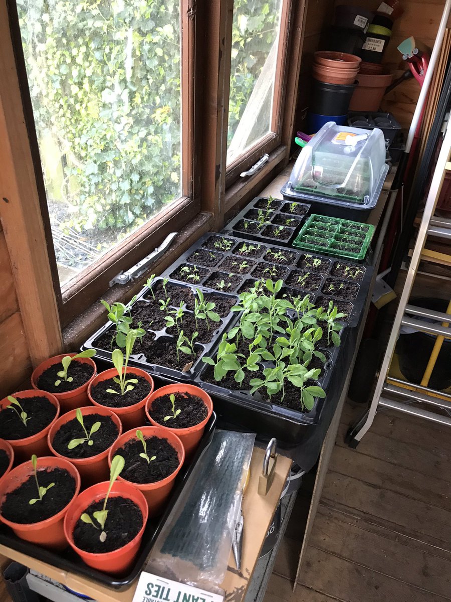 HandymanAmc's tweet photo. Lettuce, Sweet Peas, Asters, Violas and Forget me Not, beetroot and Dhalia seedlings growing.  #gardening #gardeners #northtyneside #WhitleyBay https://t.co/XivyUkovQH