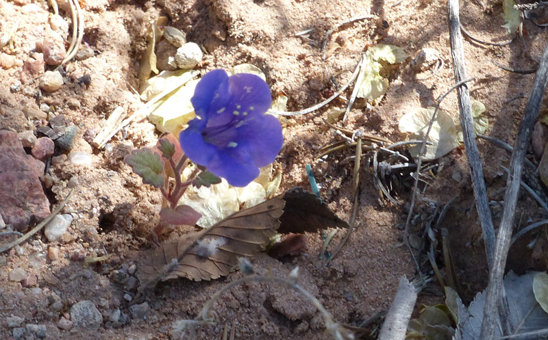 Plants that I have planted in the wild.6. Mat penstemon (Penstemon linariodes)7. Desert beardtongue (Penstemon pseudospectabilis)8. California bluebell (Phacelia campanularia)