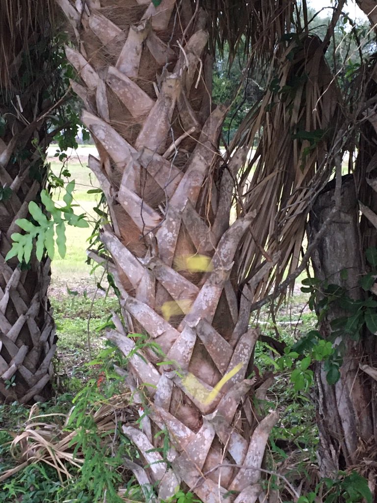 MayraViale's tweet image. Angles #GeometryinNature