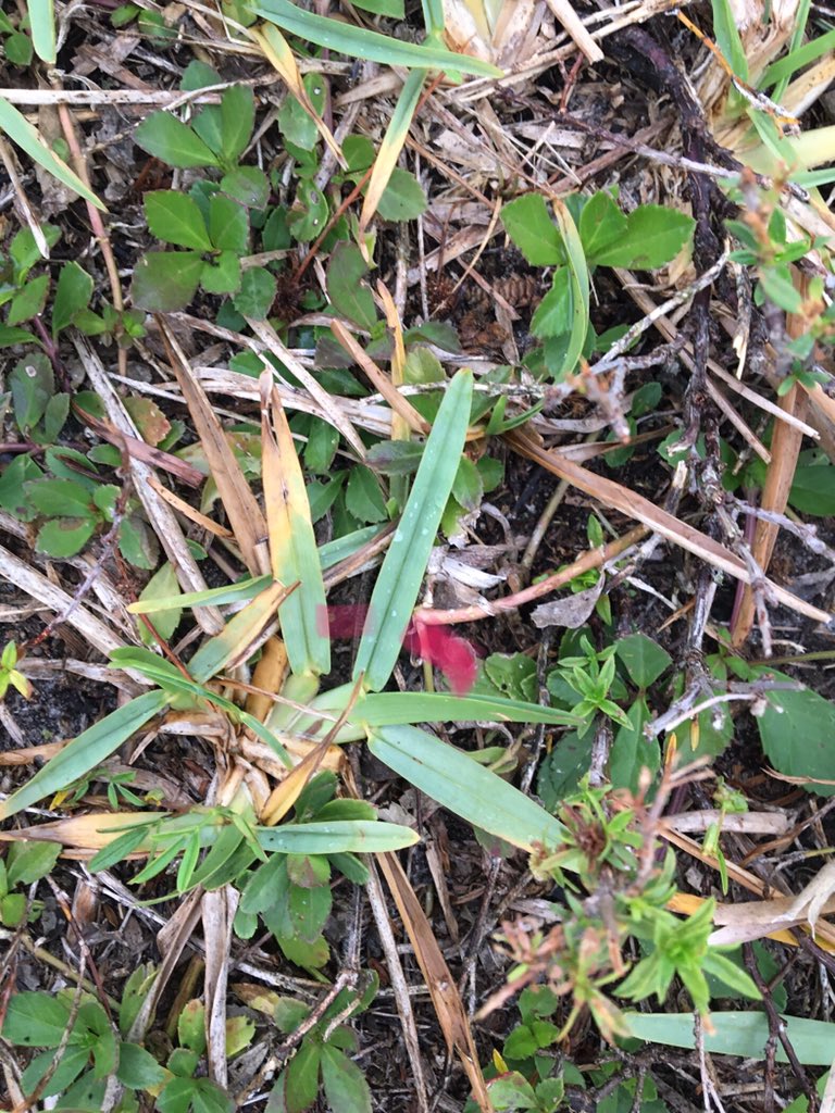 MayraViale's tweet image. Angles #GeometryinNature