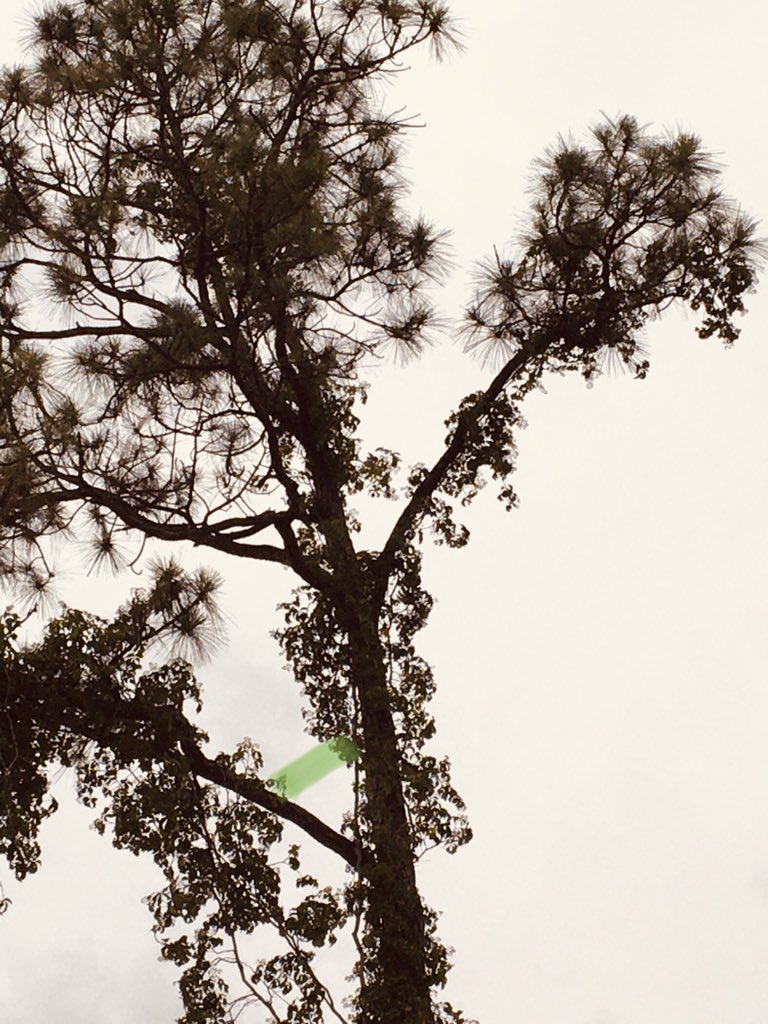 MayraViale's tweet image. Angles #GeometryinNature