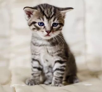  #BendtheRules reminds me of a cat...the sadness in the eyes of this cat describes the sadness of how a person is feeling when they're going through such a stage in their relationship and it also describes how anyone would feel when they listen to the lyrics of the song.