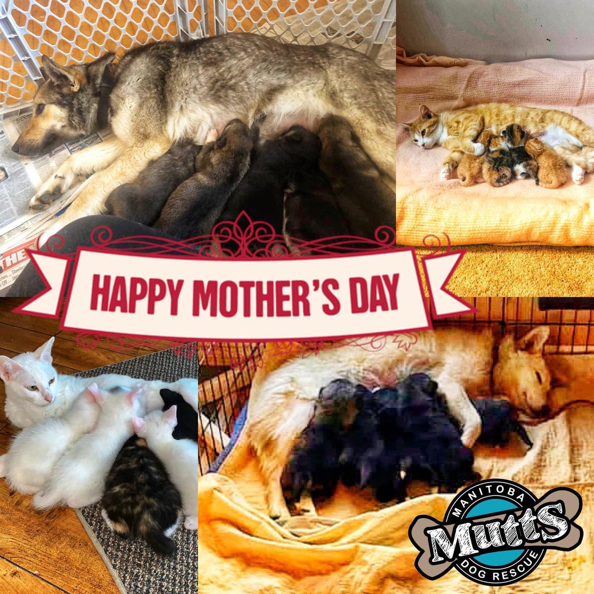 ManitobaMutts's tweet image. 🌺 HAPPY MOTHER&apos;S DAY!! 🌺

From all of us at Mutts, we wish all varieties of mothers out there, foster, fur, step, birth, or in-law. Whether 2, 3, 4 or more legged, furry or not, we celebrate YOU and hope you have a most spoiled and fantastic day!

#happymothersday