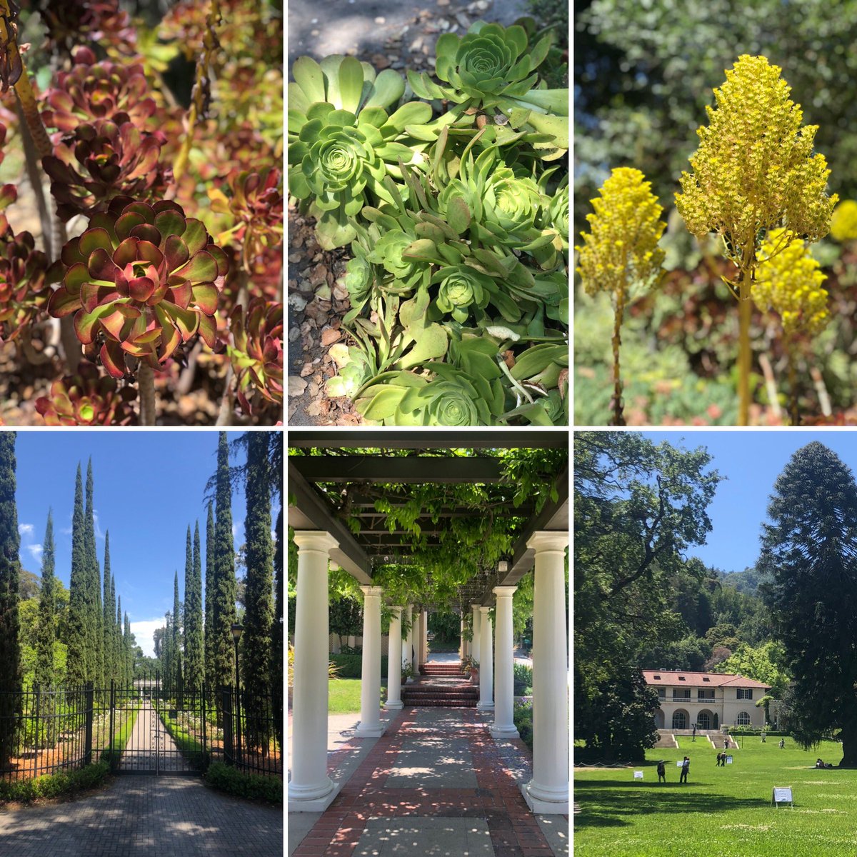 mfarhadi's tweet photo. Sweet #MothersDay weekend: Shervin & @RoddFarhadi prepared delightful #brunch under bougainvillea; @ryonfarhadi called via zoom; walked #VillaMontalvo; Farhadi fam #HouseParty #GameNight; #Vasona #OakMeadow #pinic w @aardalan & @Halehhashemi; life in crazy pandemic. #losgatos https://t.co/7bRzo3r1a3