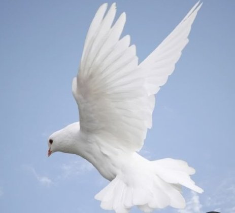  #PutALittleLoveOnMe reminds me of a white dove cause even though this dove symbolizes peace, it also defines love & this song beautifully describes the emotion of love and how one feels when they're heartbroken