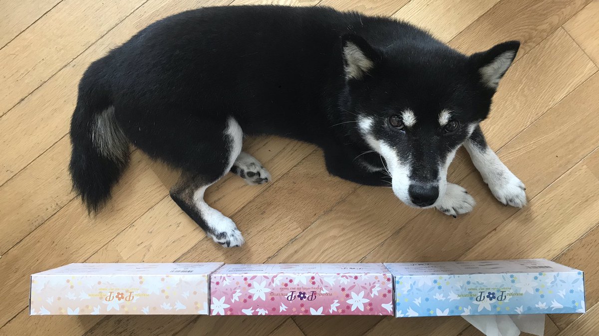 柴犬トリビア Twitter Search 柴犬トリビア Twitter Search