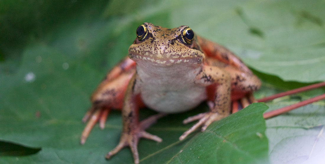  #Everywhere reminds me of a Frog. This is also quite random but frogs are very active (they love jumping) just like this song & frogs are also everywhere 