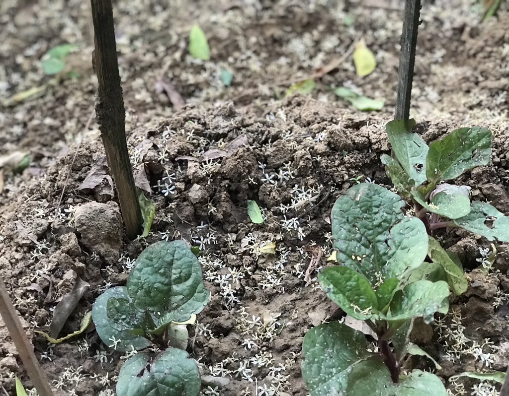 Poi (Basella or Vine Spinach) is the latest addition to our home garden. Looking forward to quick growth of the nutritious (Vit-A rich) leafy vegetable.   #MyGardenMyLife Day 48 of  #lockdown.