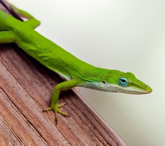  #CrossYourMind reminds me of a lizzard which can also be a little random, but since lizzards can be bold and shy at the same time...it kind of describes the person that the song is talking about.