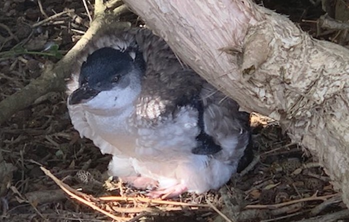 Unlike other birds, penguins moult all their feathers at once. To prepare, individuals can double their weight. That’s a LOT of extra insulation. Feather synthesis is energetically expensive, so the additional cost of keeping cool in a heatwave can be too much  #ThisIsMyScience