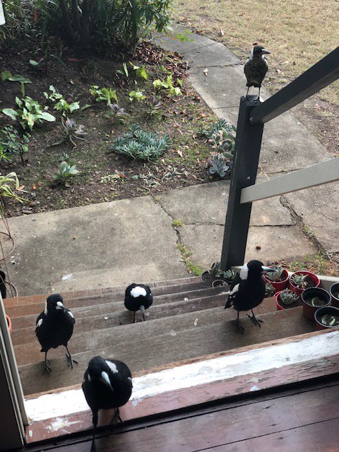 RosesInTheOcean's tweet photo. Our National Communications Manager, Stefan, is welcomed each morning but this lovely gaggle? of magpies.   They sing and dance together.

Thanks Stefan for today’s photo of the day.

#InThisTogether #isolationbusters #photoaday #rosesintheocean #lifeinstills #nature https://t.co/aS2Fnzntvl