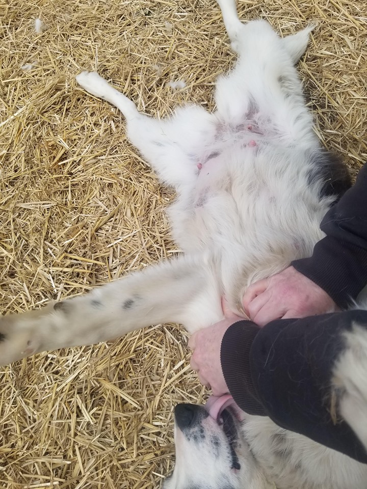 SCARS_Alberta's tweet photo. Tahya is about to be a young mom!  She is about 50 pounds and a border collie, likely husky mix. She was x-rayed on May 1st and the vets could see puppy back bones. To all the new moms, not-yet moms and all the furry pet moms - we adore you today! https://t.co/fzaf8otoJT https://t.co/2cB2eoCSTb
