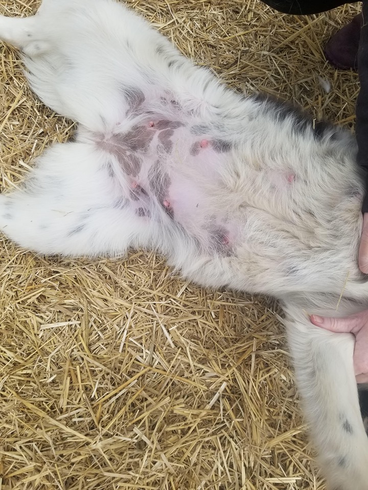 SCARS_Alberta's tweet photo. Tahya is about to be a young mom!  She is about 50 pounds and a border collie, likely husky mix. She was x-rayed on May 1st and the vets could see puppy back bones. To all the new moms, not-yet moms and all the furry pet moms - we adore you today! https://t.co/fzaf8otoJT https://t.co/2cB2eoCSTb