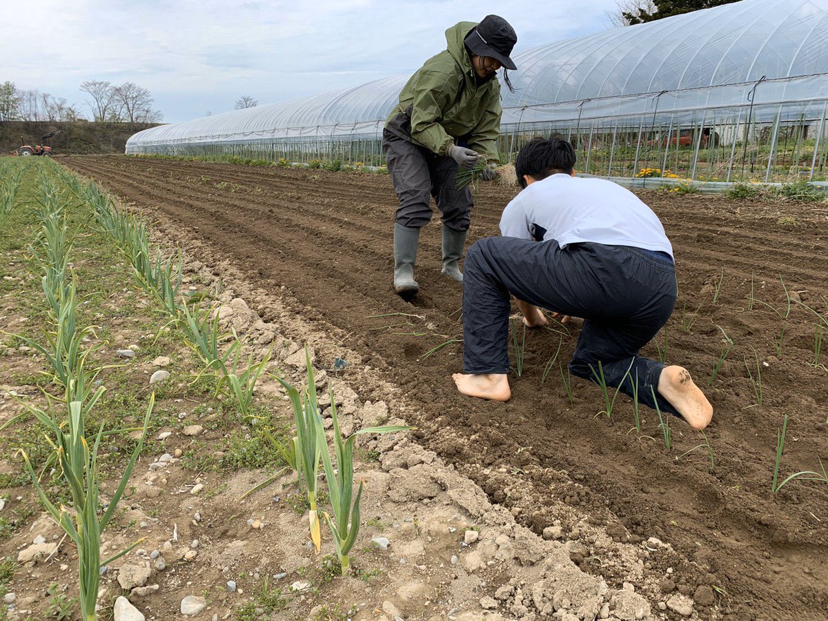 perfectgorira51's tweet photo. 土曜日、玉ねぎの苗の定植をお手伝いしに行きました🧅　裸足で土の上を歩くと、大地のエネルギーが体に伝わってきて心地良い！🦶🏼　今日もしっかり筋肉痛…😂 https://t.co/2Q7RIfvUAX