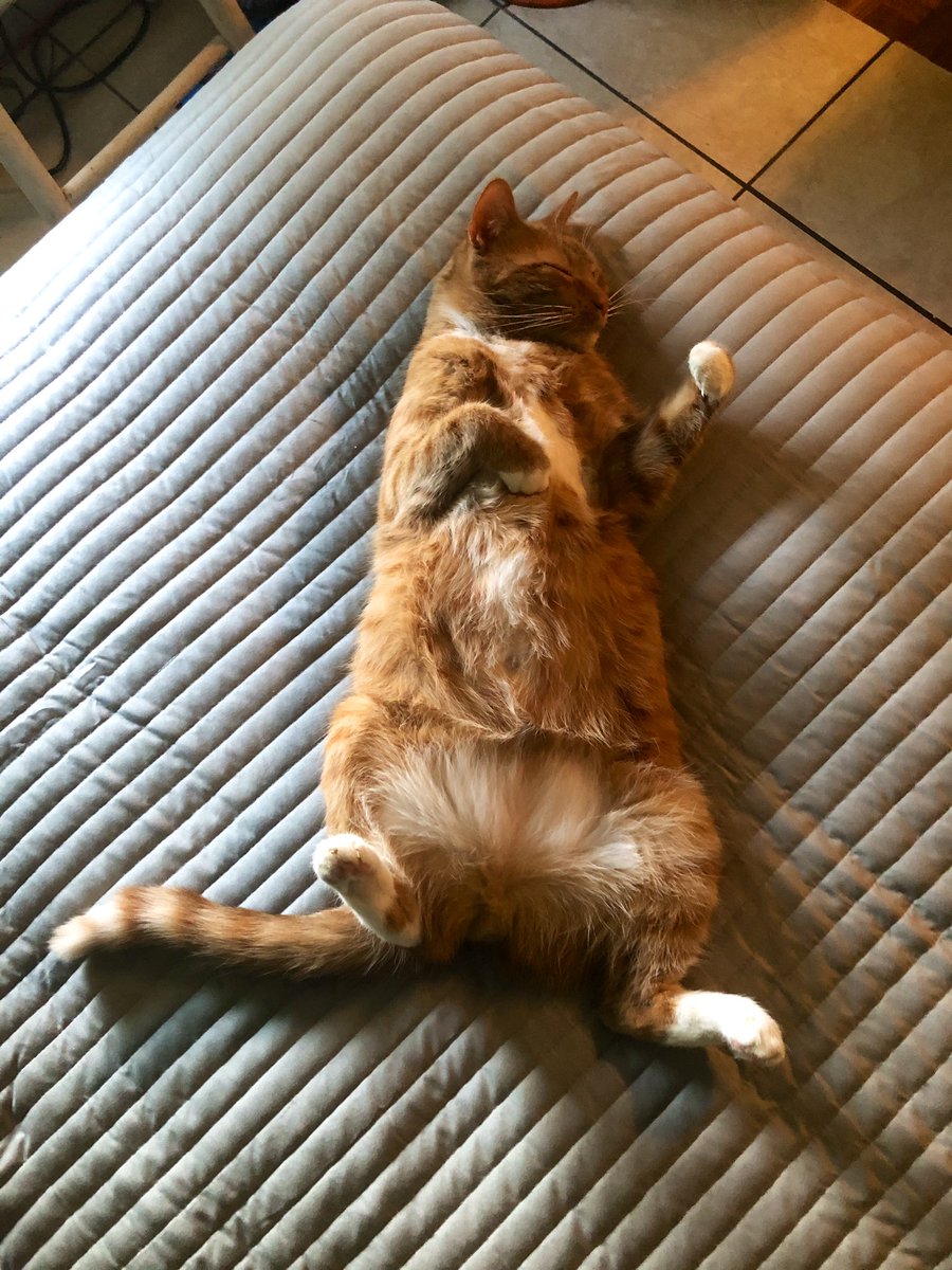 mollytessnear's tweet photo. Just look at this cat. Just. Look at. This. Perfection. π π― #MrTimn #MyHeart π₯°ππ€ https://t.co/TywguZwm6m