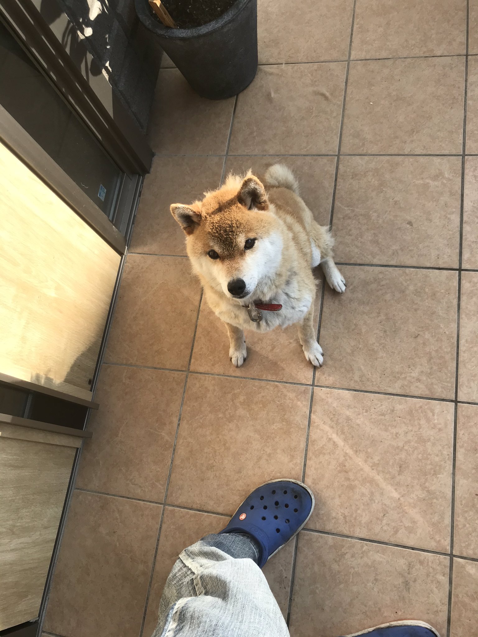 会社に行こうとドアを開けたら迷子の柴犬がこんにちはしていた 話題の画像プラス 会社に行こうとドアを開けたら迷子の柴犬がこんにちはしていた 話題の画像プラス