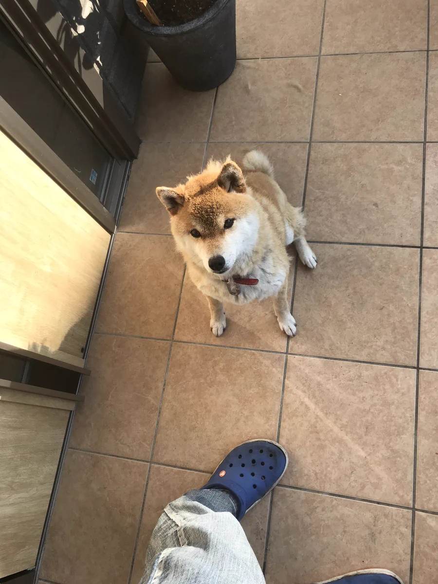 会社に行こうとドアを開けたら迷子の柴犬がこんにちはしていた