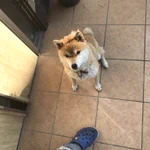 会社に行こうとドアを開けたら迷子の柴犬がこんにちはしていた