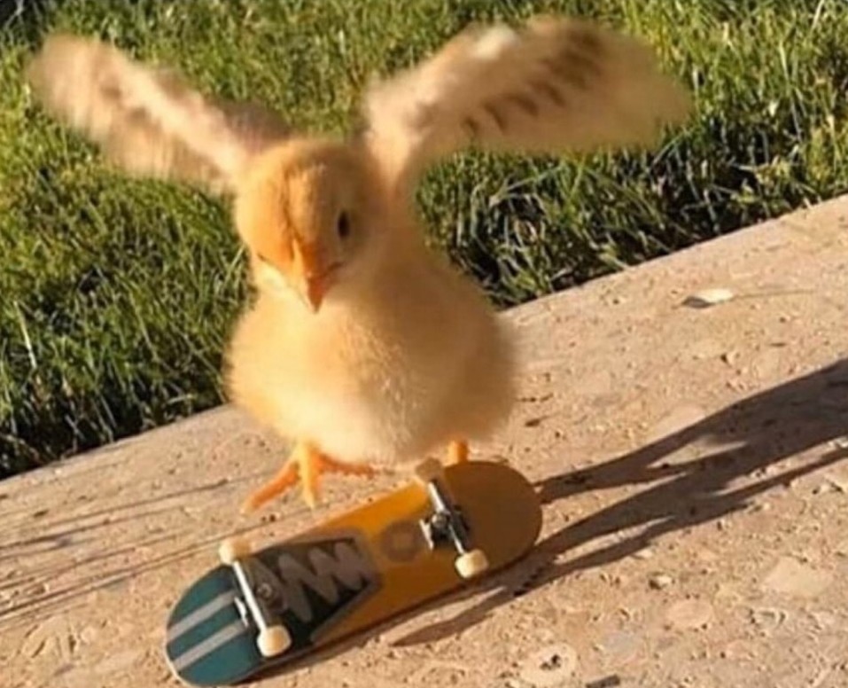 norfsidegreg's tweet image. Is this how shredded chicken is made?