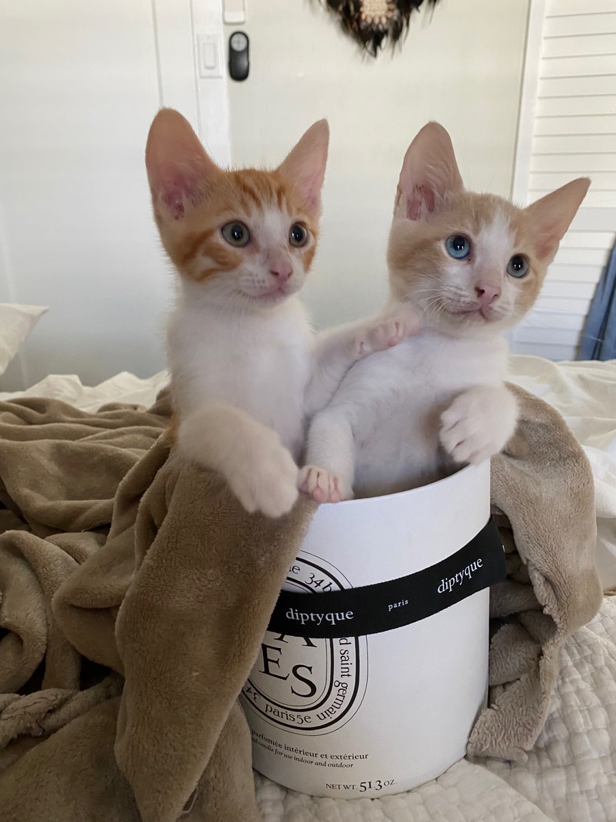 ohhelloaugust's tweet photo. Meet Elvis and Mango. Richard and I got a kitten together and my mom also got a kitty https://t.co/et5yrfTlIJ