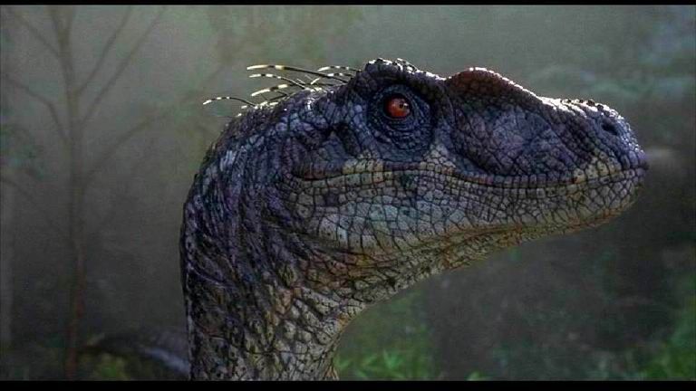 Normalement ces nouvelles découvertes ont été prises en compte dans l'opus 3 de Jurassic park, les raptor sont sensé avoir des plumesVoici le velociraptor du 3 et une reconstitution paléontologique d'un velociraptor :