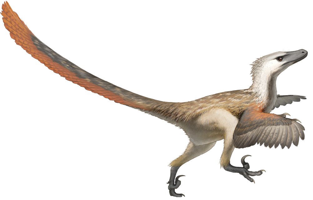 Normalement ces nouvelles découvertes ont été prises en compte dans l'opus 3 de Jurassic park, les raptor sont sensé avoir des plumesVoici le velociraptor du 3 et une reconstitution paléontologique d'un velociraptor :