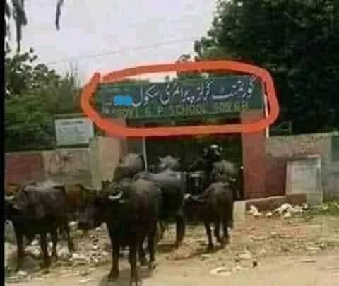 Malikshazlatif1's tweet photo. سندھ کی عوام اتنا پڑھ لکھ گئی ہے کہ اب بھنيسوں

 اور گدھوں کو تعليم دے رہے ہيں 

#ARYExposedPPP https://t.co/XfzpJB9A7k