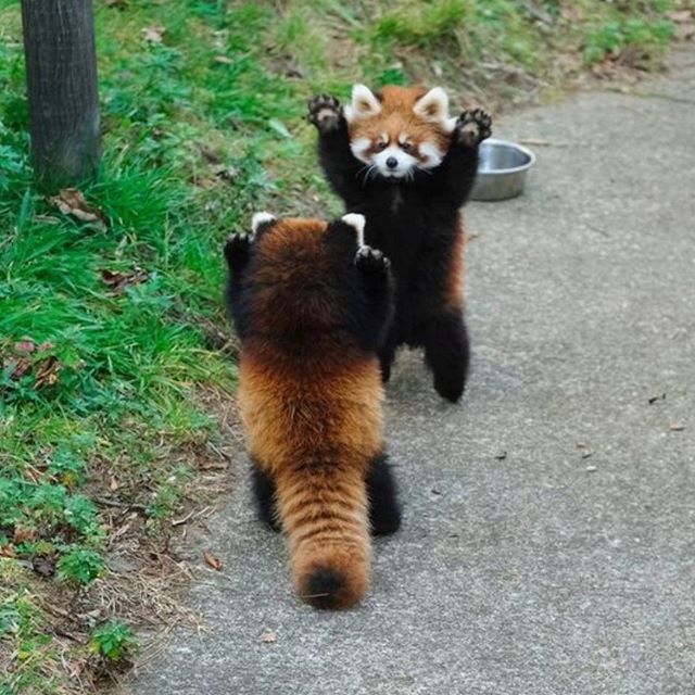 Arriba las manos.  #animales  #cute #nature #animallover → instagram.com/p/CABgt1blAXM/