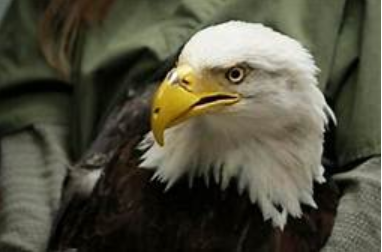 caroyce's tweet photo. Have you heard the story about Beauty and the Beak? Beauty is a Bald Eagle who lost her beak during illegal poaching. Authored by Deborah Lee Rose and read by wildlife rehab specialist Janie Veltkamp, this @AAAS Subaru Book Winner is available here: https://t.co/gtQNrh5RL9 https://t.co/x0VEXDngW5