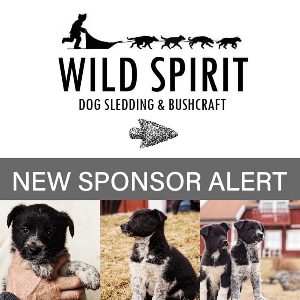 WSBushcraft's tweet photo. Thank you to our newest sponsor Daisy May Isaac for sponsoring 'Bramble' ❤️🌼
Helen Gentry Helen Gentry
#Wildspiritsleddogs #sponsorasleddog #supportlocalbusinessess https://t.co/CypdGej6jZ