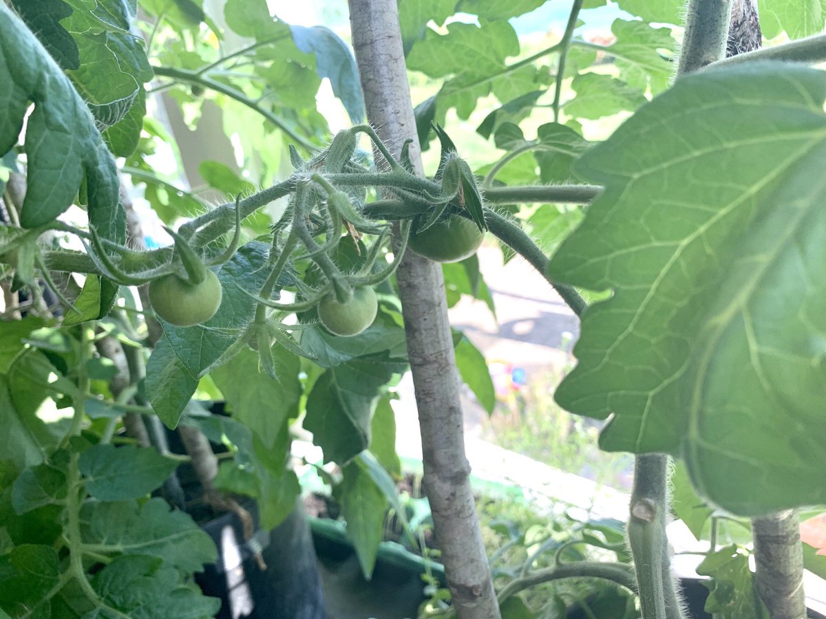 colin_mull's tweet photo. Baby tomatoes and tiny cucumbers invading my wee office! https://t.co/8Bdk2ocGze