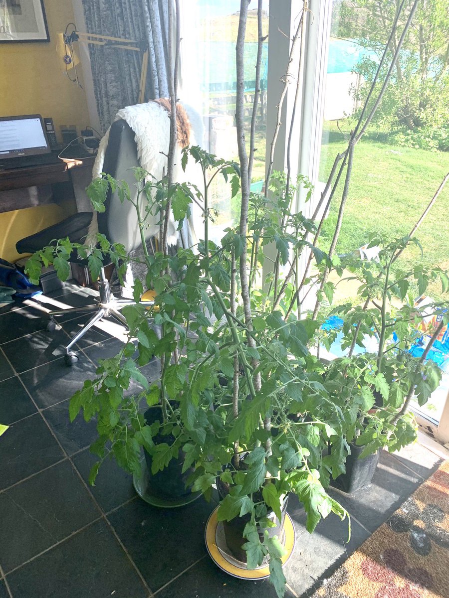 colin_mull's tweet photo. Baby tomatoes and tiny cucumbers invading my wee office! https://t.co/8Bdk2ocGze