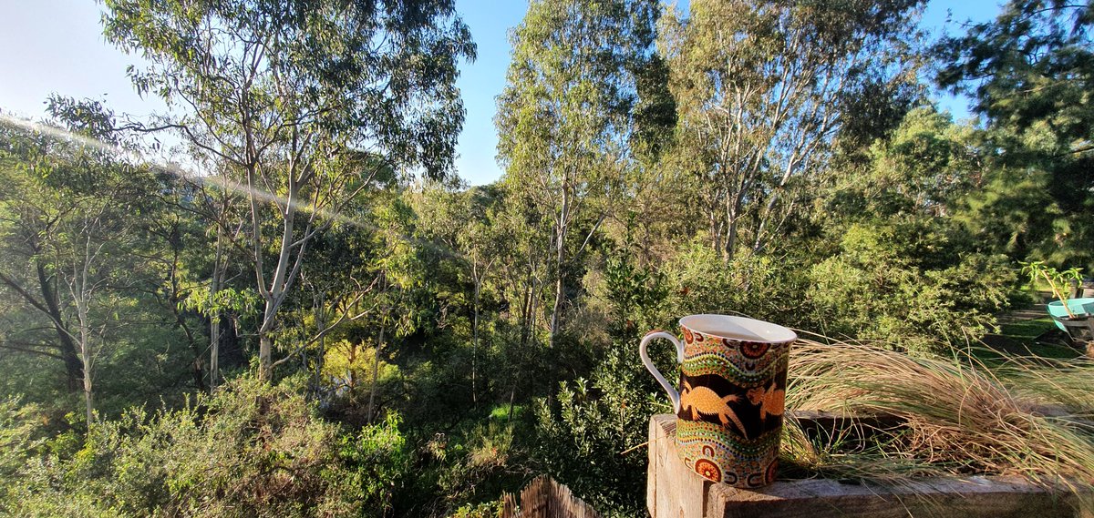 CavalloDelMare's tweet photo. A perfect autumn morning in #wildmelbourne. The welcome swallows are having an absolute field day up there! #CuppaWithTheBirds list: king parrot, magpie-lark, pied currawong, Aus magpie, noisy miner, grey butcherbird, red-rumped parrot, rainbow lorikeet, common myna. #birding https://t.co/fwTAeo2ocO