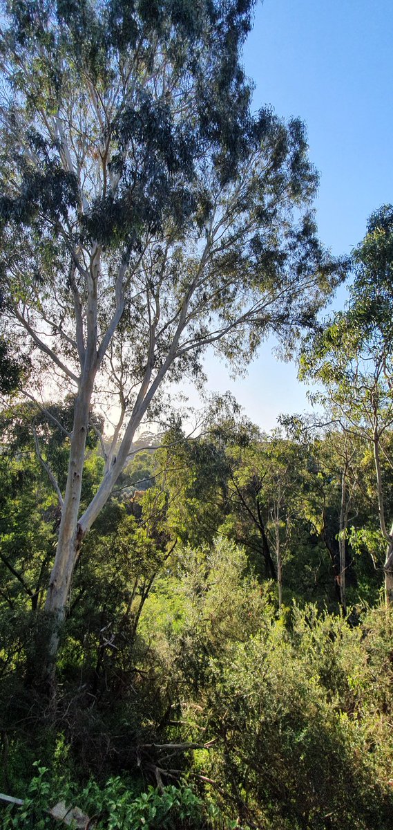 CavalloDelMare's tweet photo. A perfect autumn morning in #wildmelbourne. The welcome swallows are having an absolute field day up there! #CuppaWithTheBirds list: king parrot, magpie-lark, pied currawong, Aus magpie, noisy miner, grey butcherbird, red-rumped parrot, rainbow lorikeet, common myna. #birding https://t.co/fwTAeo2ocO