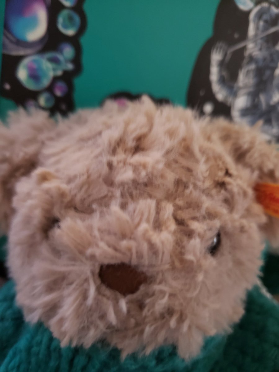 🐻 Howie Steiff 🐻 tweet media