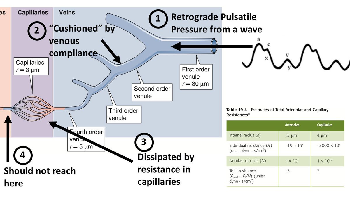 By the same token, retrograde flow from the right atrium should be "cushioned" by the compliance of IVC and large veins. Also, resistance at the level of capillaries should dissipate the pulsatile energy. (Capillaries offer about 1/3 the resistance of arterioles) (11/17)