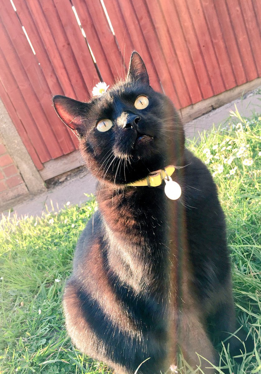 cat_patch's tweet image. It is fascinating how fascinated my hooman is with my little flower fascinator hat!