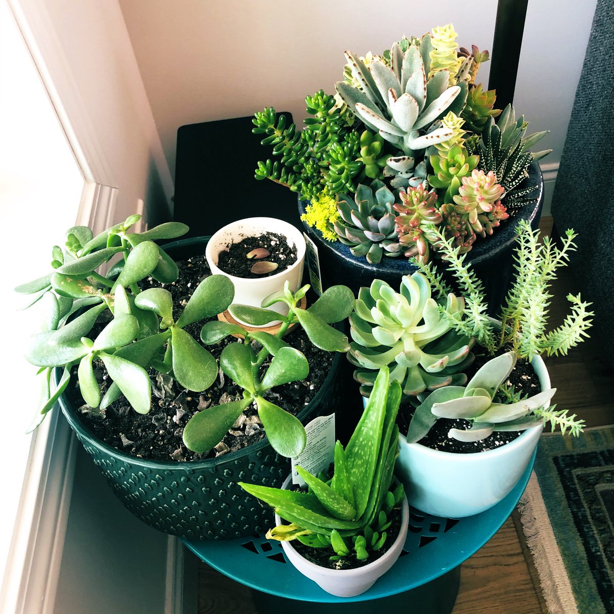 LindsayG238's tweet photo. Happy Mother’s Day to me! Bought myself the mixed succulent in the back + $200 worth of perennials. #plantproblem https://t.co/nmoF86svN3