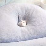小さなお餅みたい!クッションに埋まるハムスターが可愛すぎる