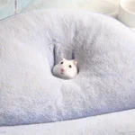 小さなお餅みたい!クッションに埋まるハムスターが可愛すぎる